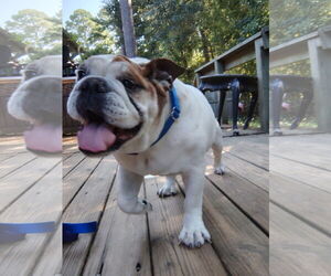 Bulldog Dogs for adoption in Huntsville, TX, USA