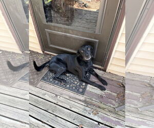 American Pit Bull Terrier-Unknown Mix Dogs for adoption in Princeton, MN, USA