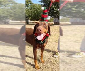 Doberman Pinscher-Unknown Mix Dogs for adoption in Von Ormy, TX, USA