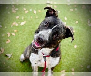 Shepradors Dogs for adoption in Orlando, FL, USA