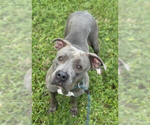 American Staffordshire Terrier Dogs for adoption in Fort Lauderdale, FL, USA