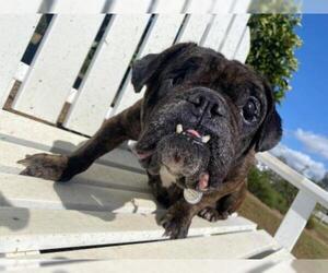 Free-Lance Bulldog Dogs for adoption in  Ramona, CA, USA