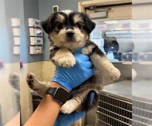 Siberian Husky-Unknown Mix Dogs for adoption in Riverside, CA, USA