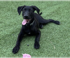 Labrador Retriever-Unknown Mix Dogs for adoption in Fort Worth, TX, USA