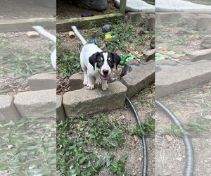 Coonhound-Unknown Mix Dogs for adoption in Ball Ground, GA, USA