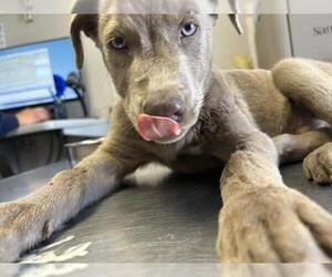American Pit Bull Terrier-Unknown Mix Dogs for adoption in Visalia, CA, USA