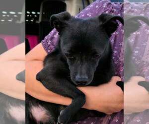 Chihuahua Dogs for adoption in Mukwonago, WI, USA