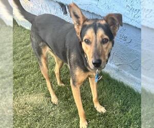 Mutt Dogs for adoption in San Diego, CA, USA