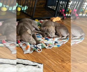 Weimaraner Dogs for adoption in Brooksville, FL, USA