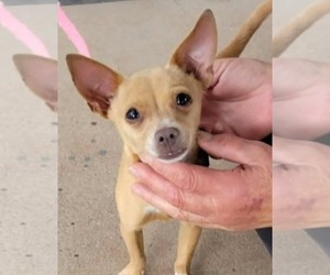 Chihuahua-Unknown Mix Dogs for adoption in Minneapolis, MN, USA