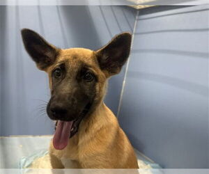 German Shepherd Dog Dogs for adoption in San Bernardino, CA, USA