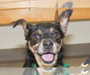 Chihuahua Dogs for adoption in Salem, MA, USA