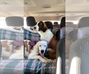 Saint Bernard Dogs for adoption in Oakhurst, NJ, USA