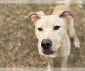 Mutt Dogs for adoption in Tulsa, OK, USA