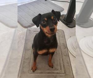 Miniature Pinscher Dogs for adoption in Lockport, NY, USA