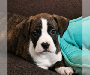 Boxer-Unknown Mix Dogs for adoption in Sterling, MA, USA