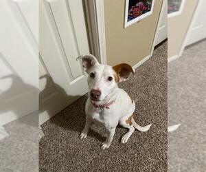 Labrador Retriever-Unknown Mix Dogs for adoption in San Antonio, TX, USA