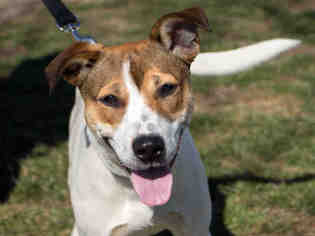Labrador Retriever-Treeing Walker Coonhound Mix Dogs for adoption in Maumee, OH, USA