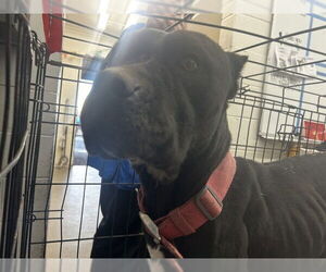 Mutt Dogs for adoption in San Bernardino, CA, USA