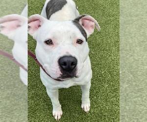 Staffordshire Bull Terrier Dogs for adoption in Fayetteville, NC, USA