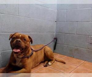 Dogue de Bordeaux Dogs for adoption in Downey, CA, USA