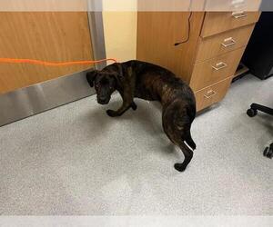Labrador Retriever-Unknown Mix Dogs for adoption in Orange, CA, USA