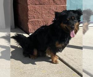 Border Collie Dogs for adoption in Forestville, MD, USA