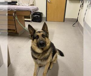 German Shepherd Dog Dogs for adoption in Modesto, CA, USA
