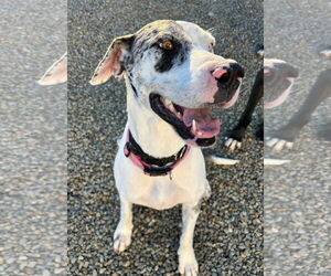 Great Dane Dogs for adoption in Lakewood, CO, USA