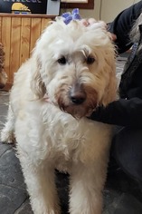 Goldendoodle Dogs for adoption in Smithfield, PA, USA
