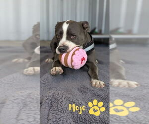 Staffordshire Bull Terrier Dogs for adoption in Monte Vista, CO, USA