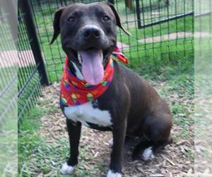 Labrador Retriever-Unknown Mix Dogs for adoption in San Antonio, TX, USA