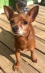 Medium Photo #1 Chihuahua Puppy For Sale in Pacolet, SC, USA