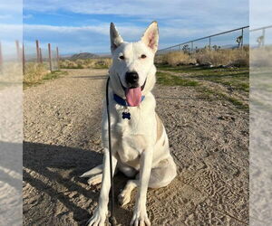 Great Pyrenees-Unknown Mix Dogs for adoption in Long Beach, CA, USA