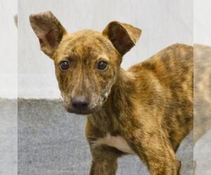 Mutt Dogs for adoption in San Antonio, TX, USA