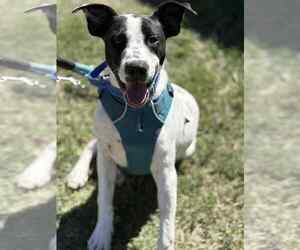 Mutt Dogs for adoption in Vail, AZ, USA