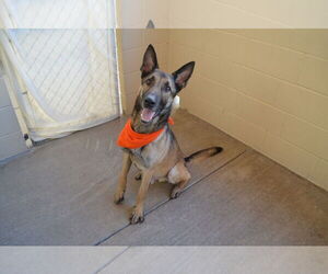 German Shepherd Dog-Unknown Mix Dogs for adoption in McKinney, TX, USA