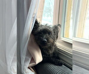 Cairn Terrier-Unknown Mix Dogs for adoption in Wheaton, IL, USA