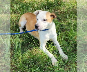 American Pit Bull Terrier-Unknown Mix Dogs for adoption in Wetumpka, AL, USA