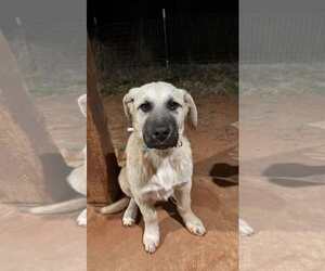 Anatolian Pyrenees Dogs for adoption in Higley, AZ, USA