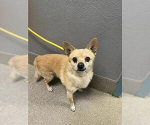 Chihuahua-Unknown Mix Dogs for adoption in Las Vegas, NV, USA