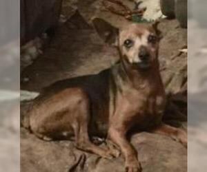 Miniature Pinscher Dogs for adoption in Claremore, OK, USA