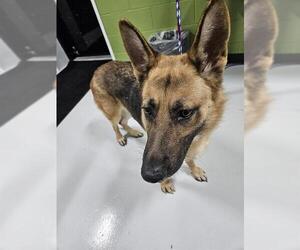 German Shepherd Dog Dogs for adoption in Temple, TX, USA