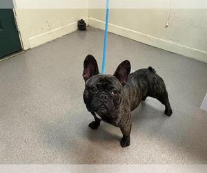 French Bulldog Dogs for adoption in Pasadena, CA, USA