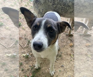 Mutt Dogs for adoption in Tracy City, TN, USA