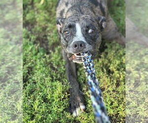 Catahoula Leopard Dog-Unknown Mix Dogs for adoption in Brooklyn Center, MN, USA