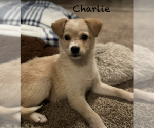 Retriever -Unknown Mix Dogs for adoption in Anchorage, AK, USA