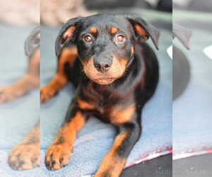 Labrador Retriever-Unknown Mix Dogs for adoption in The Woodlands, TX, USA