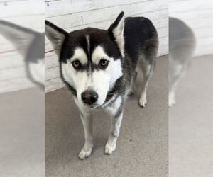 Siberian Husky Dogs for adoption in San Bernardino, CA, USA