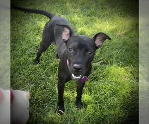 Rat Terrier-Whippet Mix Dogs for adoption in Colorado Springs, CO, USA